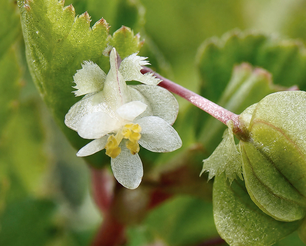 Begonia semiovata flower