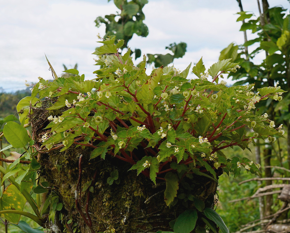 Begonia semiovata Plant Portrait Begonia semiovata plant habit and foliage