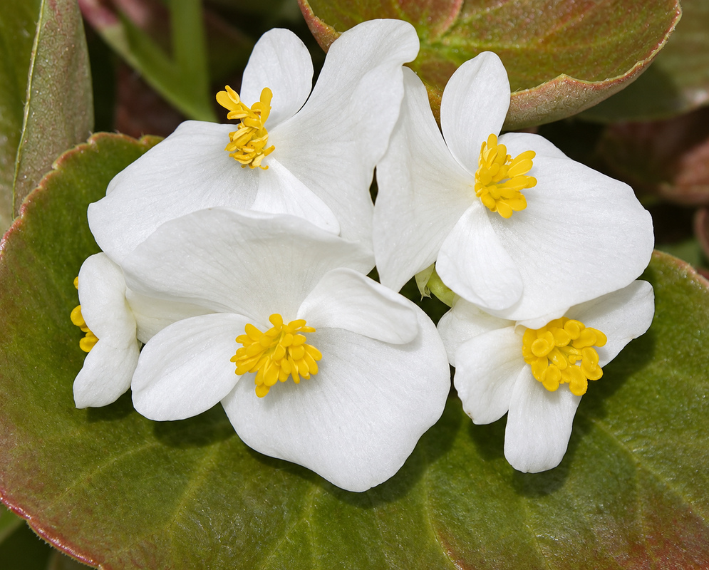 Begonia semperflorens Flowers White White Begonia semperflorens flowers with yellow stamens in sunlight