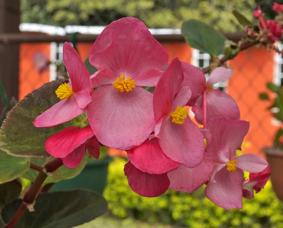 Begonia semperflorens pink flower with yellow stamens