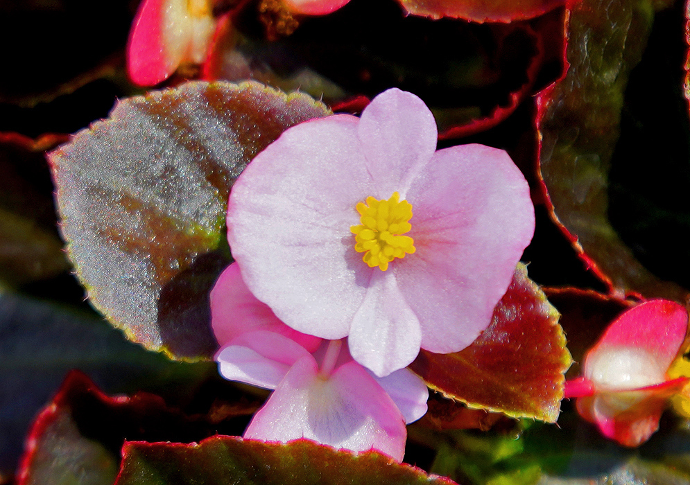 A pink Begonia semperflorens flower with yellow stamens above dark colored leaves