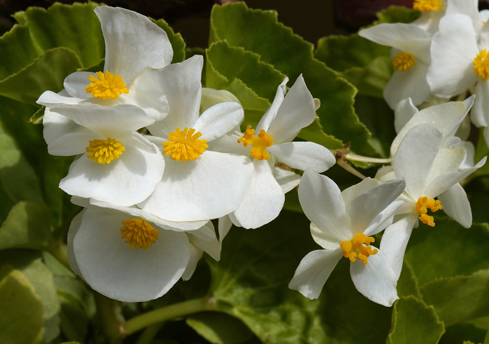 White Begonia semperflorens flowers with yellow stamens in sunlight