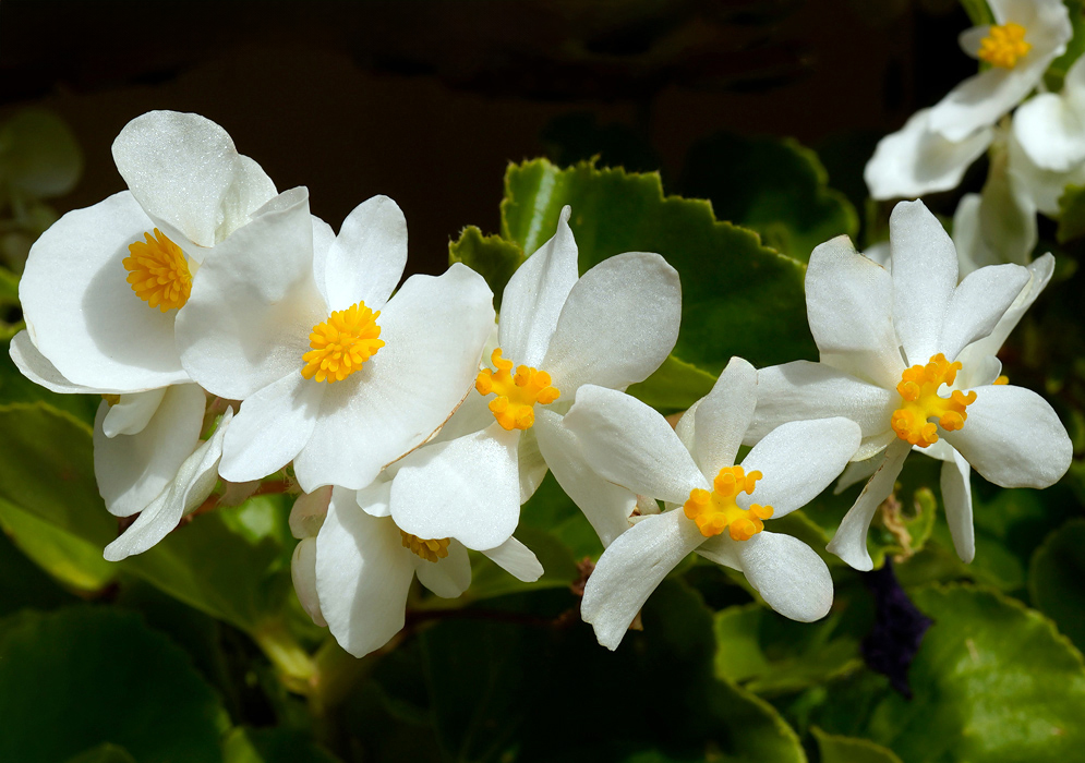 A cluster of Begonia semperflorens flowers with delicate white petals and bright yellow centers, blooming against glossy green foliage