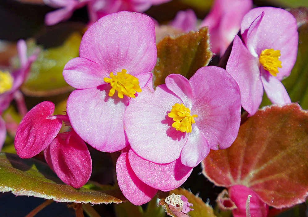Pink Begonia semperflorens flowers with yellow stamens in sunlight