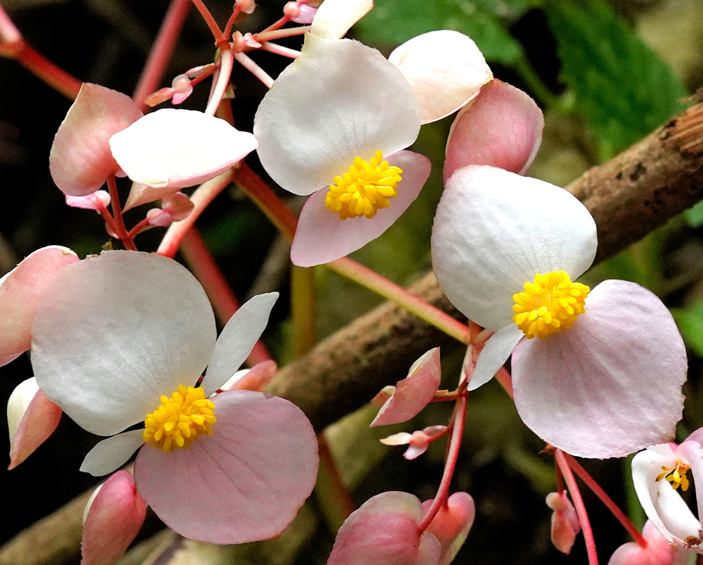 A group of delicate Begonia urophylla flowers with round white and pale pink petals and bright yellow clustered centers, blooming on reddish stems