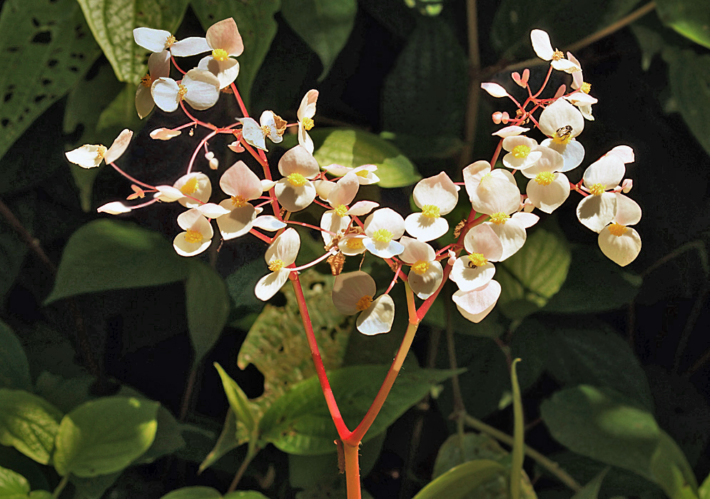 Begonia urophylla flowers with white petals and yellow stamens