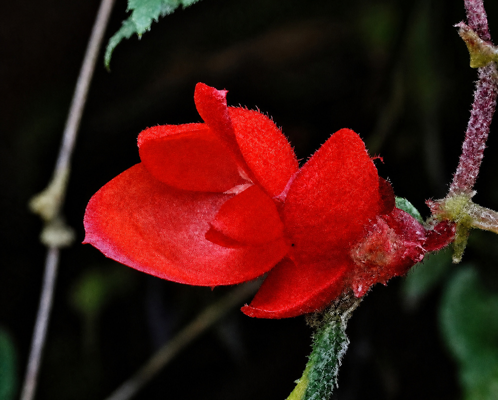 Single vivid red Begonia urticae flower with overlapping petals and hairy red-green stems against a dark background