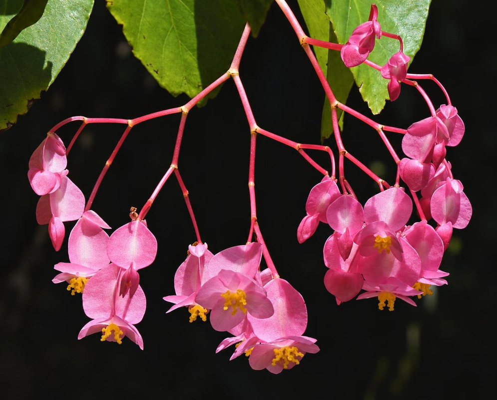Begonia Hanging Pink Flowers Begonia bears hanging pink flowers with yellow centers on fine branching red stems