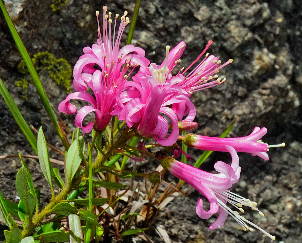 A cluster of bright pink Bejaria aestuans flowers with long curling petals and protruding white stamens, blooming against a rocky mountain background