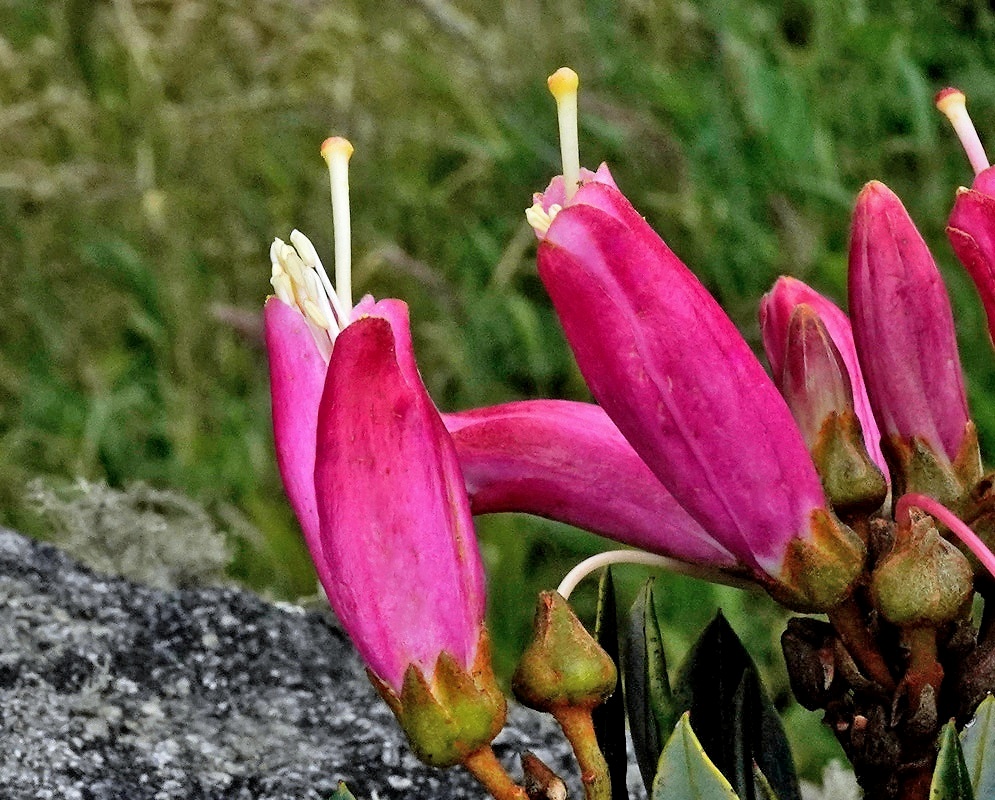 Bejaria resinosa flowers showing the deep magenta petals, yellow stamens, and the sticky, resinous texture of the stems