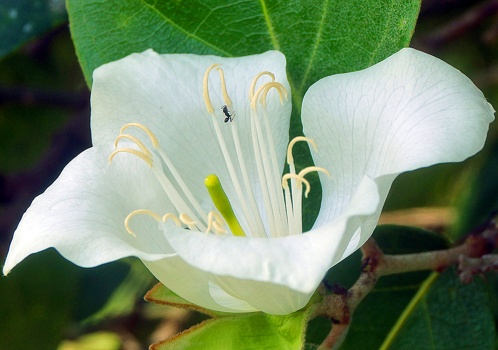 White Belencita nemorosa flower with a green stigma
