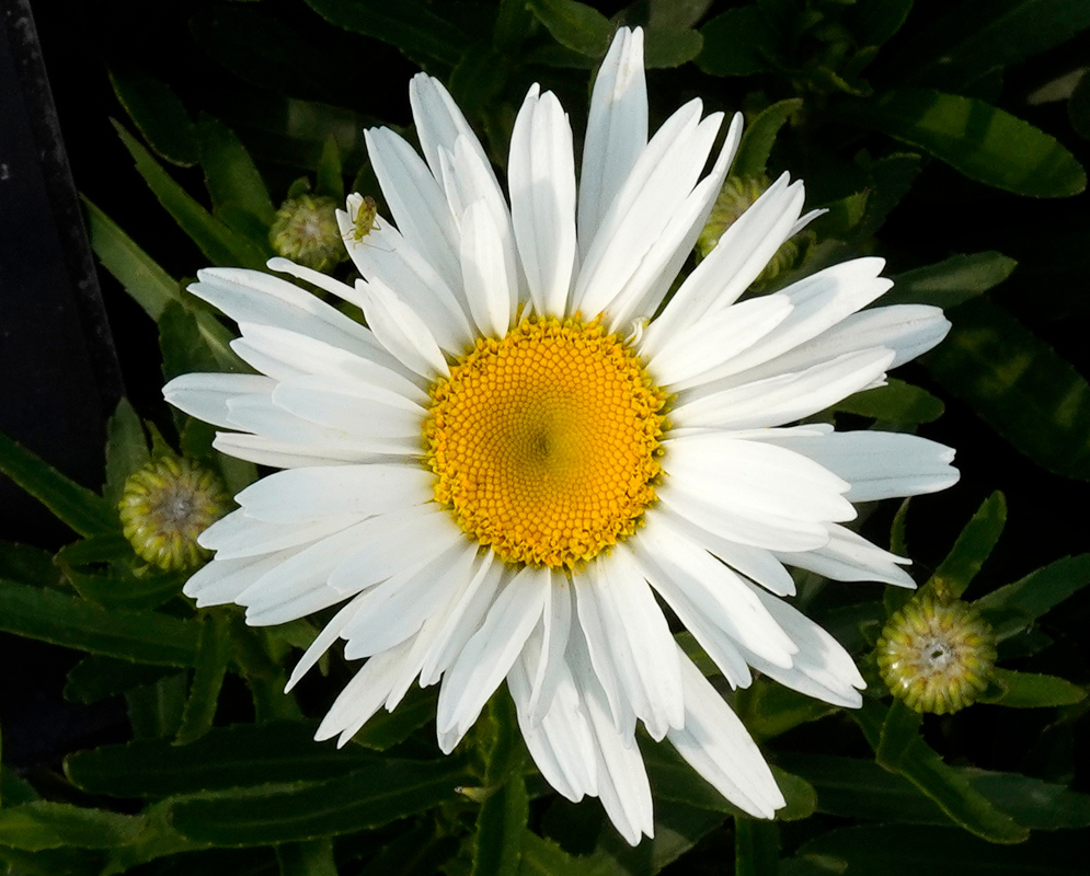 Bellis perennis Daisy Flower Bellis perennis single white daisy flower with a bright yellow central disc, surrounded by green foliage and unopened buds