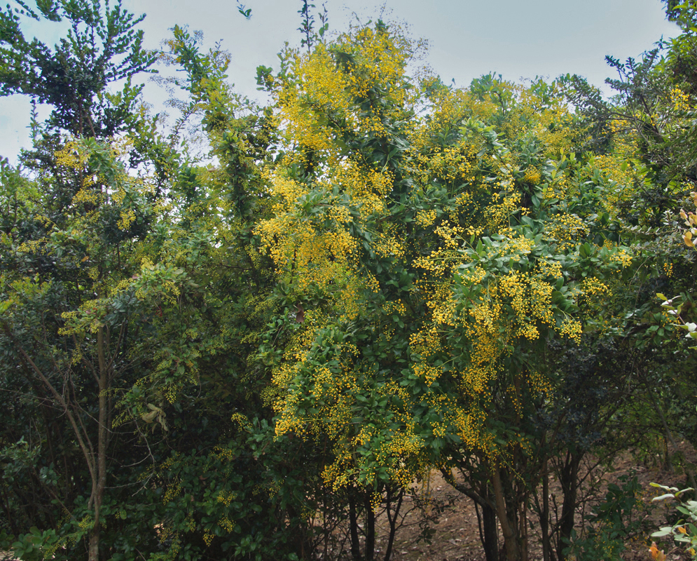 A large Berberis goudotii bush with yellow flowers