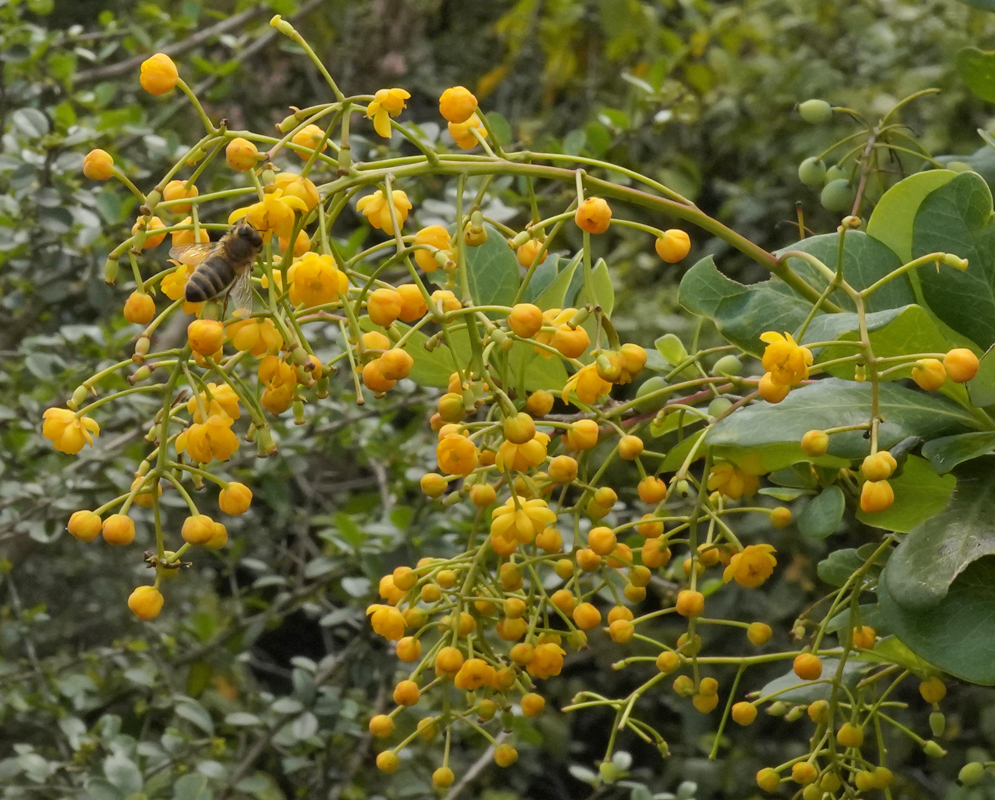 Berberis goudotii shrub with yellow flowers