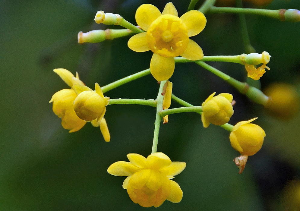 Yellow Berberis glauca flowers 