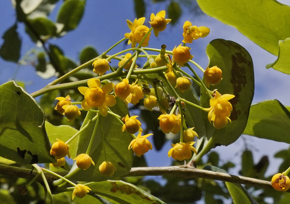 Berberis glauca yellow flowers under blue sky