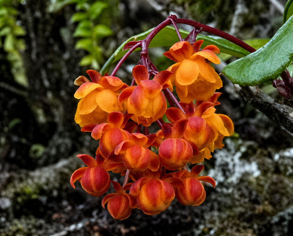 Berberis goudotii cluster of orange flowers with red outer petals on arching burgundy stems