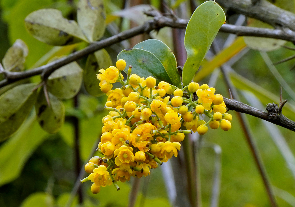 A drooping cluster of bright yellow Berberis hallii flowers composed of small rounded blooms, hanging from a woody branch with leathery green leaves