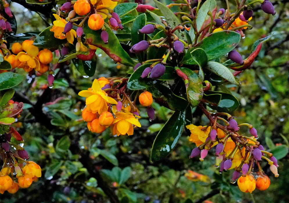 Berberis meollacensis flowering branch with clusters of bright yellow bell-shaped blossoms alongside developing purple berries and glossy green leaves
