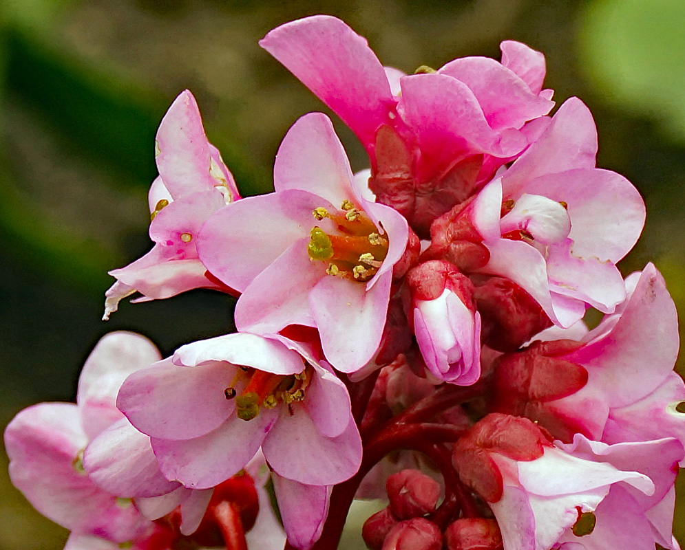 Pink Bergenia crassifolia flowers and red sepals in shade