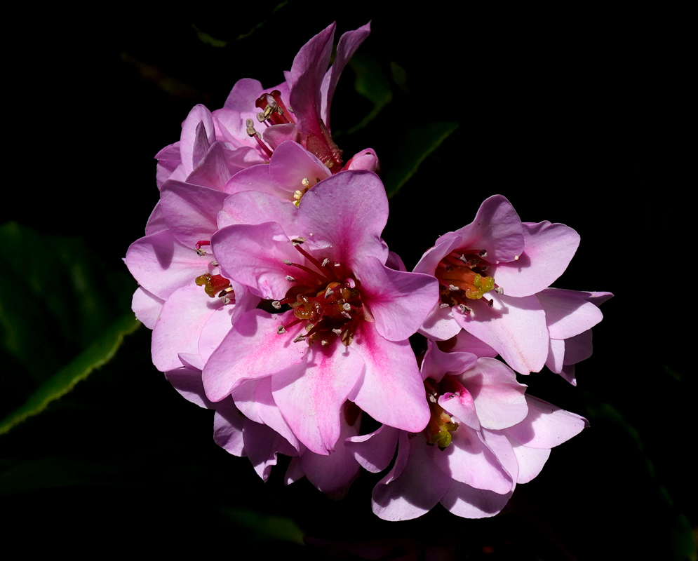 Pink blossoms of Bergenia crassifolia blooming in a tight cluster with dark red centers and glistening petals under partial shade