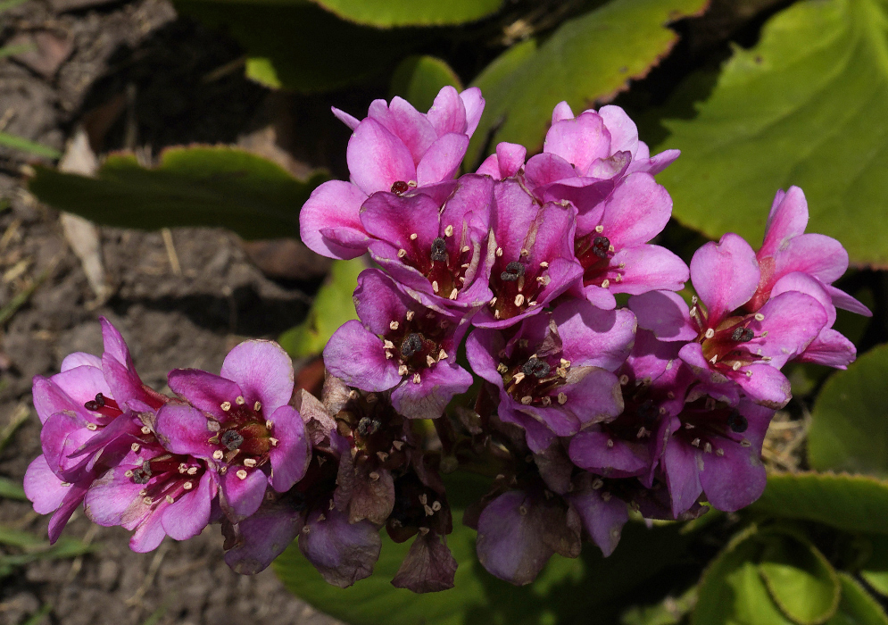 A cluster of pink Bergenia crassifolia flowers with red filaments