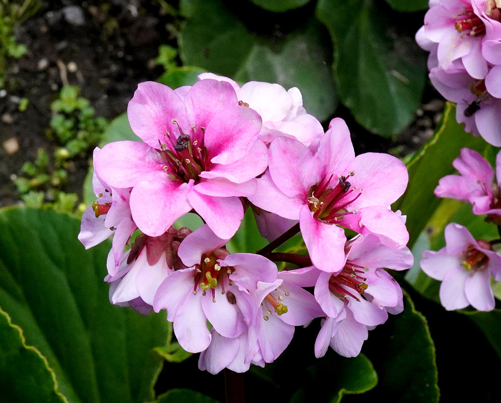 Cluster of Bergenia crassifolia pink flowers in full inflorescence with vibrant green leaves and a few pollinating insects present