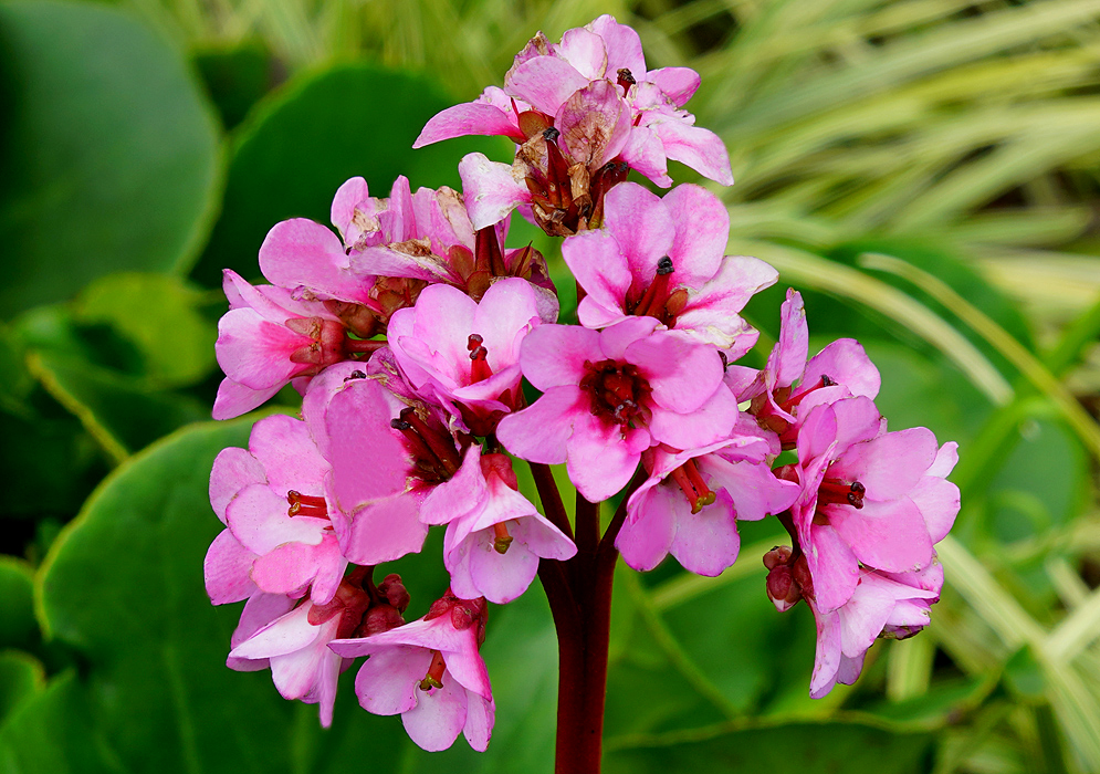Bergenia crassifolia flower clusterwith pink flowers and a dark pink center and red filaments in sunlight