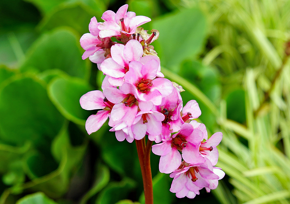 A red Bergenia crassifolia flower stem with pink flowers and a dark pink center and red filaments in sunlight