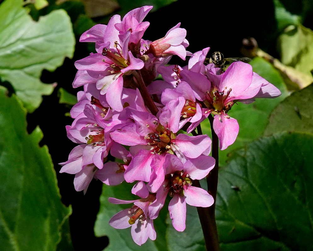 Sunlit pink Bergenia crassifolia flowers with deep magenta centers blooming above glossy green foliage