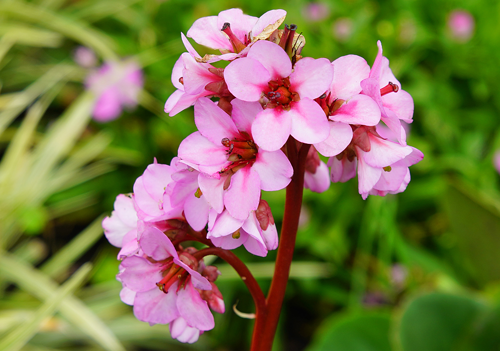 A red Bergenia crassifolia flower stem with pink flowers and a dark pink center and red filaments