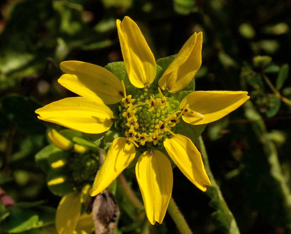 Berlandiera subacaulis yellow daisy-like flower with elongated petals and a central disc of small greenish florets surrounded by stamens
