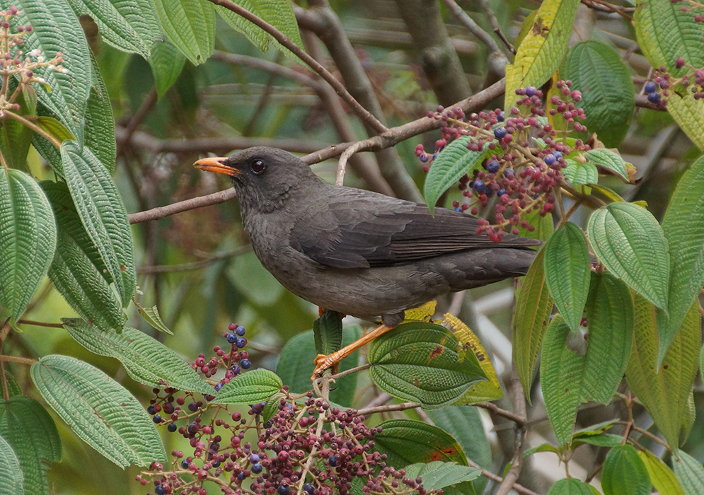 Turdus fuscater on a bush with berries
