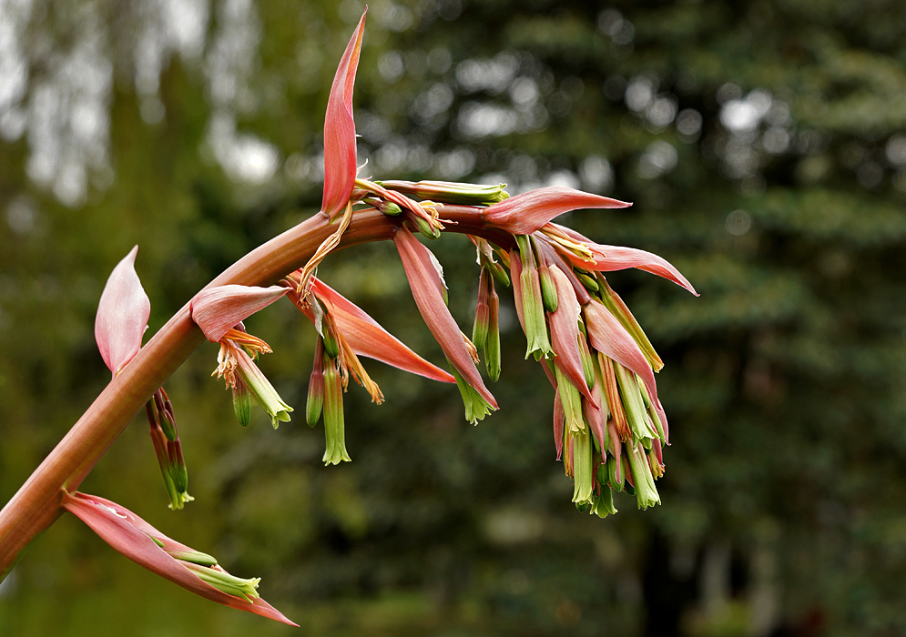 Reddish Beschoneria yuccoides flower stalk and bracts with green flowers