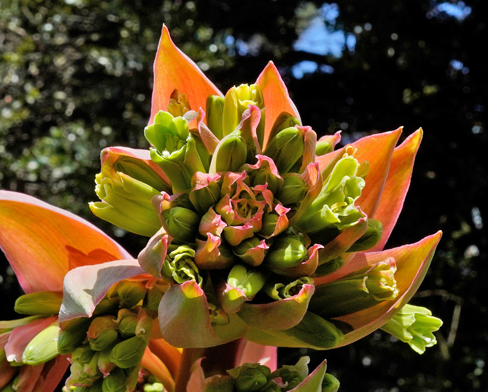 Beschorneria yuccoides Flowers A dense cluster of green Beschorneria yuccoides flower buds emerging from large, pointed orange bracts with pink-tinged edges, set against a shaded forest background