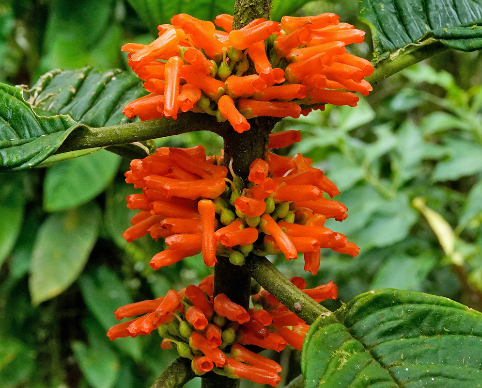 Besleria solanoides stem ringed by dense clusters of bright orange, tubular flowers emerging at the leaf axils, with green young buds packed between whorled blooms against glossy dark foliage