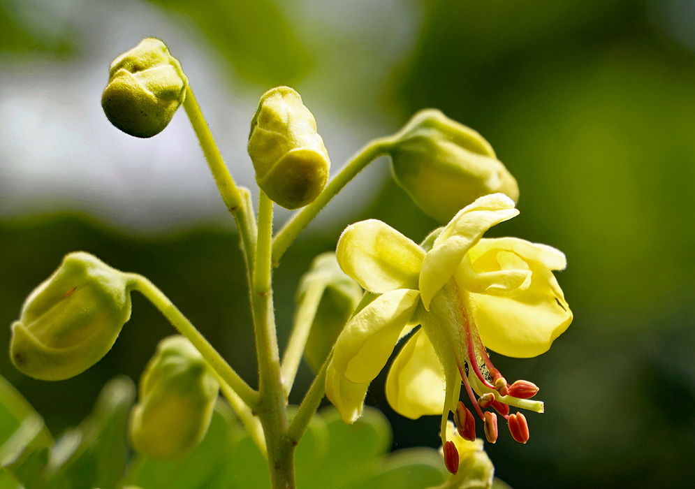 Biancaea decapetala yellow flower with red anthers and filaments