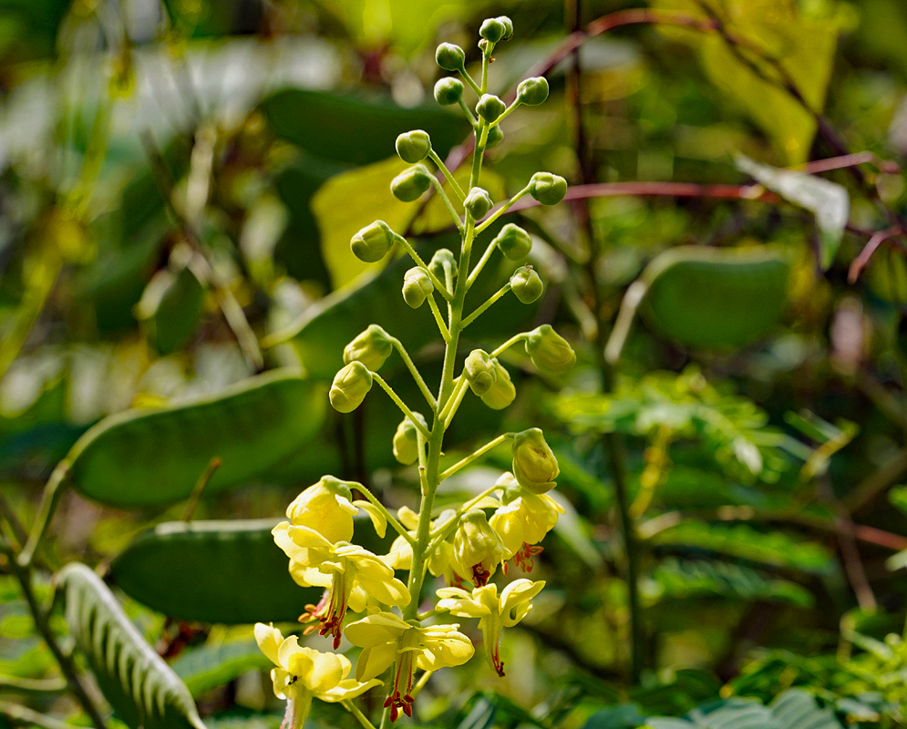 Biancaea decapetala infloresence with with yellow flowers on the bottom and green flower butds on top