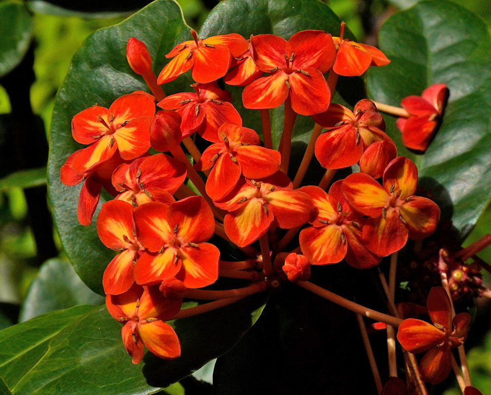 Compact group of Ixora coccinea flowers displaying a bold mix of red and orange hues with a radial petal arrangement