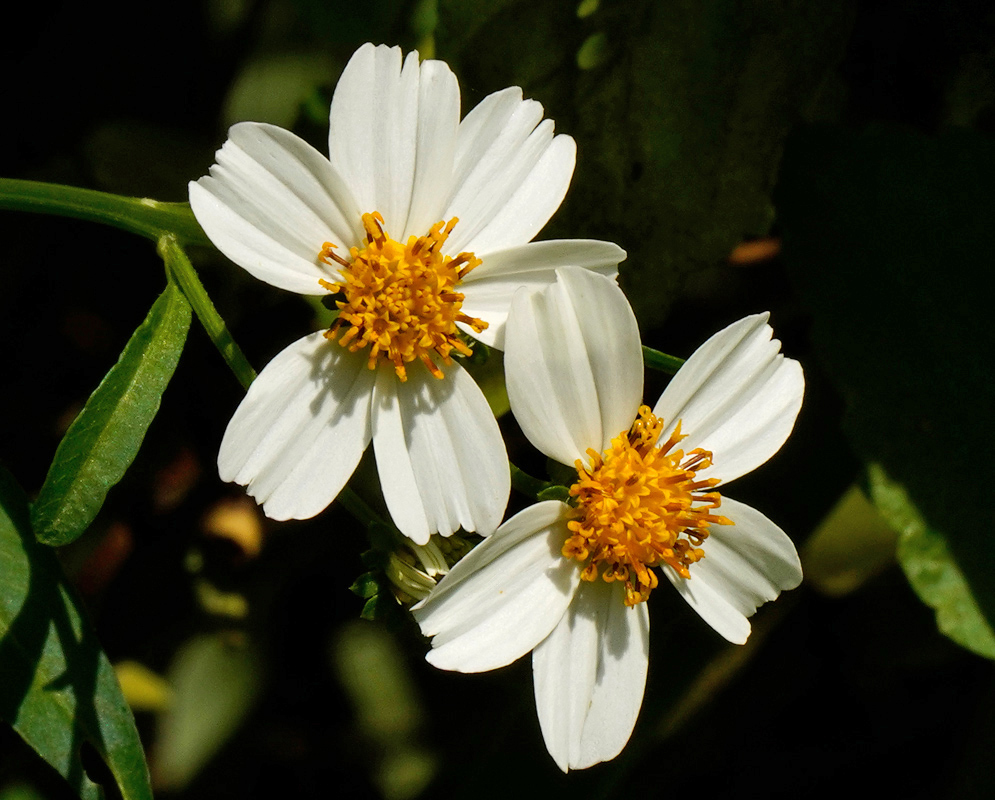 Bidens alba pair of white daisy-like flowers with bright yellow centers, displayed on green stems against a dark foliage background. Bidens alba Flowers