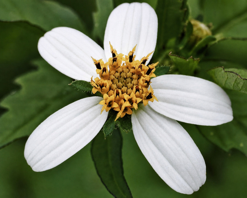 Bidens pilosa Five White Rays Single Bidens pilosa flower with five broad white ray florets surrounding a tan-yellow disc against bright green leaves