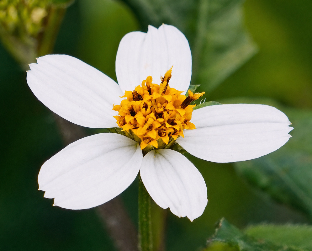 Bidens pilosa White Flower Single Bidens pilosa flower with five broad white ray florets surrounding a dense yellow center