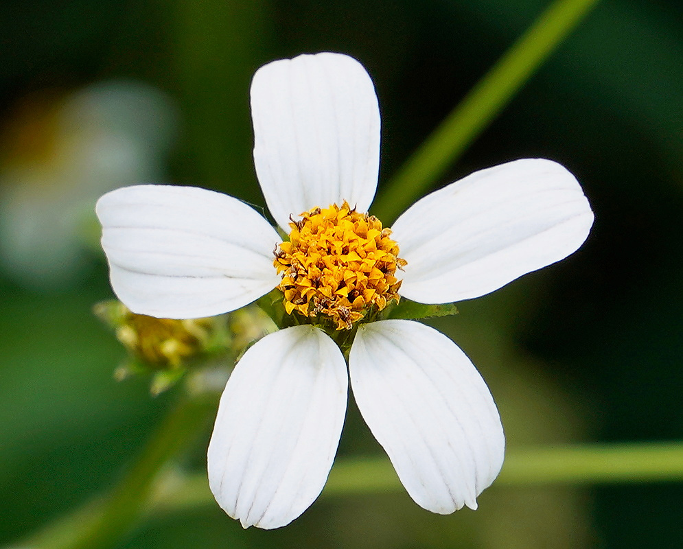 Bidens pilosa White Flower Head Single Bidens pilosa flower with five evenly spaced white ray florets surrounding a compact golden-yellow disc