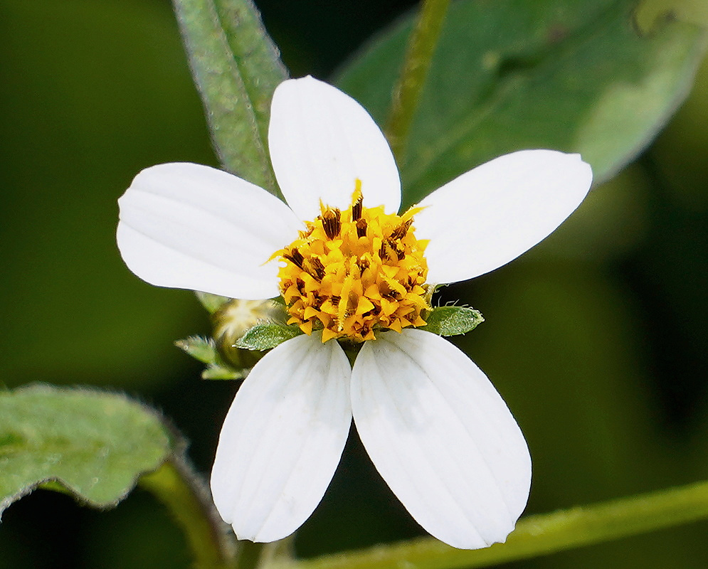 Single Bidens pilosa flower with five broad white ray florets surrounding a dense golden-yellow center