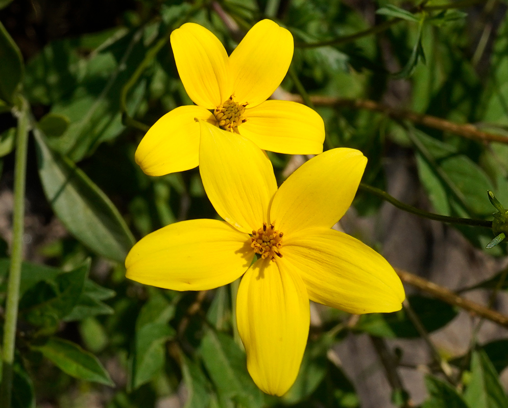 Bidens triplinervia pair of bright yellow flowers with five smooth petals each, surrounding a small cluster of disc florets, set among slender green stems and leaves