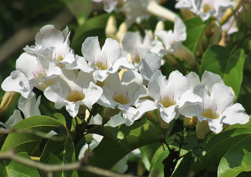White trumpet shaped Bignonia aequinoctialis flowers with purple streaks near the cream colored throat