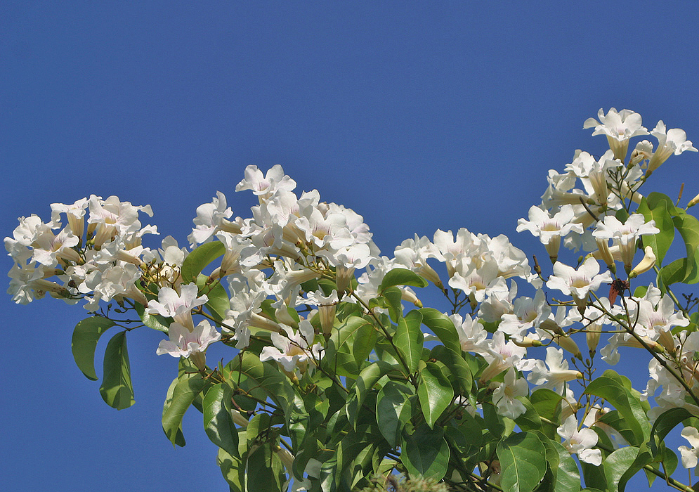 Clusters of beautiful white Bignonia aequinoctialis flowers with a dark-blue sky background