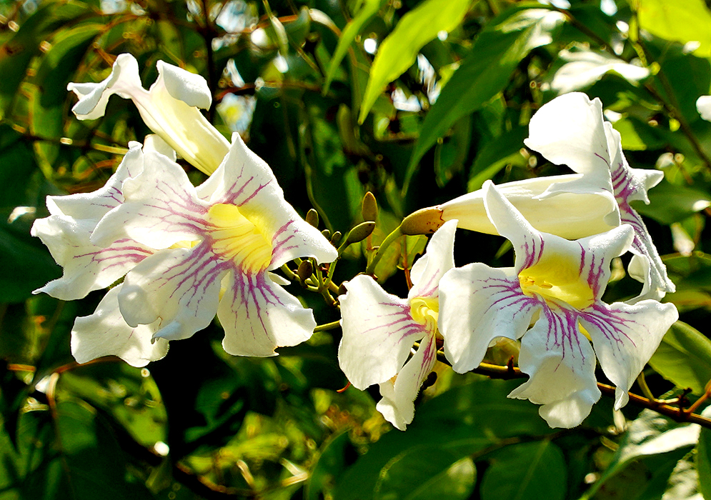 White Bignonia aequinoctialis flowers with purple stripes and yellow throats in sunlight