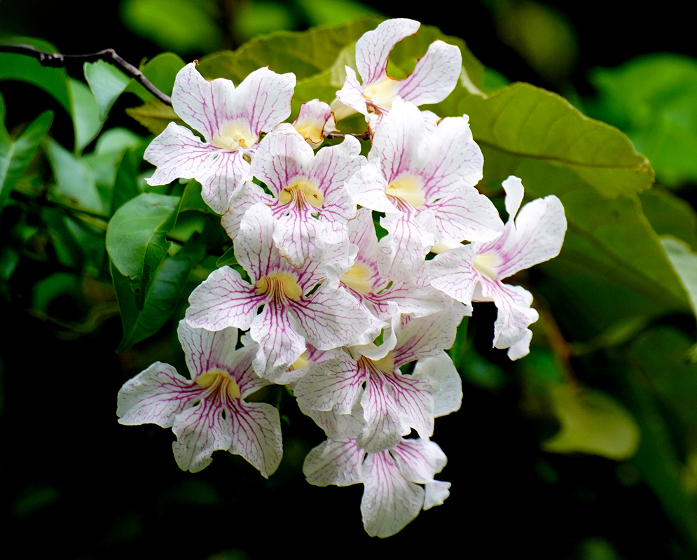 A cluster of Bignonia aequinoctialis flowers with trumpet-shaped white petals lined with vibrant pink-purple veins and soft yellow throats, blooming against lush green foliage