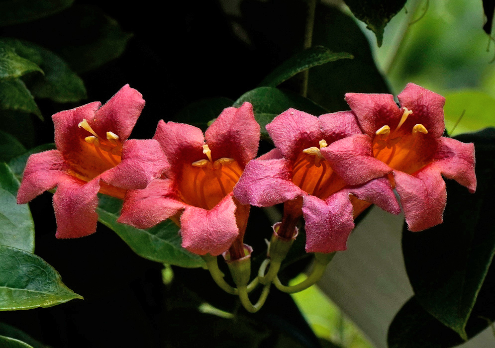 Bignonia capreolata cluster of trumpet-shaped flowers with velvety reddish-pink exteriors and orange throats, blooming among glossy green leaves Bignonia capreolata Flowers